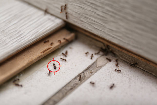 Best Local Pest Control Services  in Terrebonne, OR