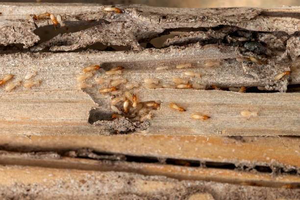 Best Pest Prevention Services  in Terrebonne, OR